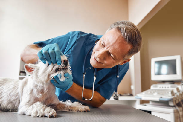 Best Emergency Dental Services Near Me  in North Vacherie, LA